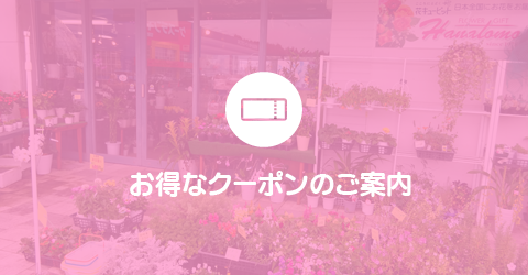 お得なクーポンのご案内